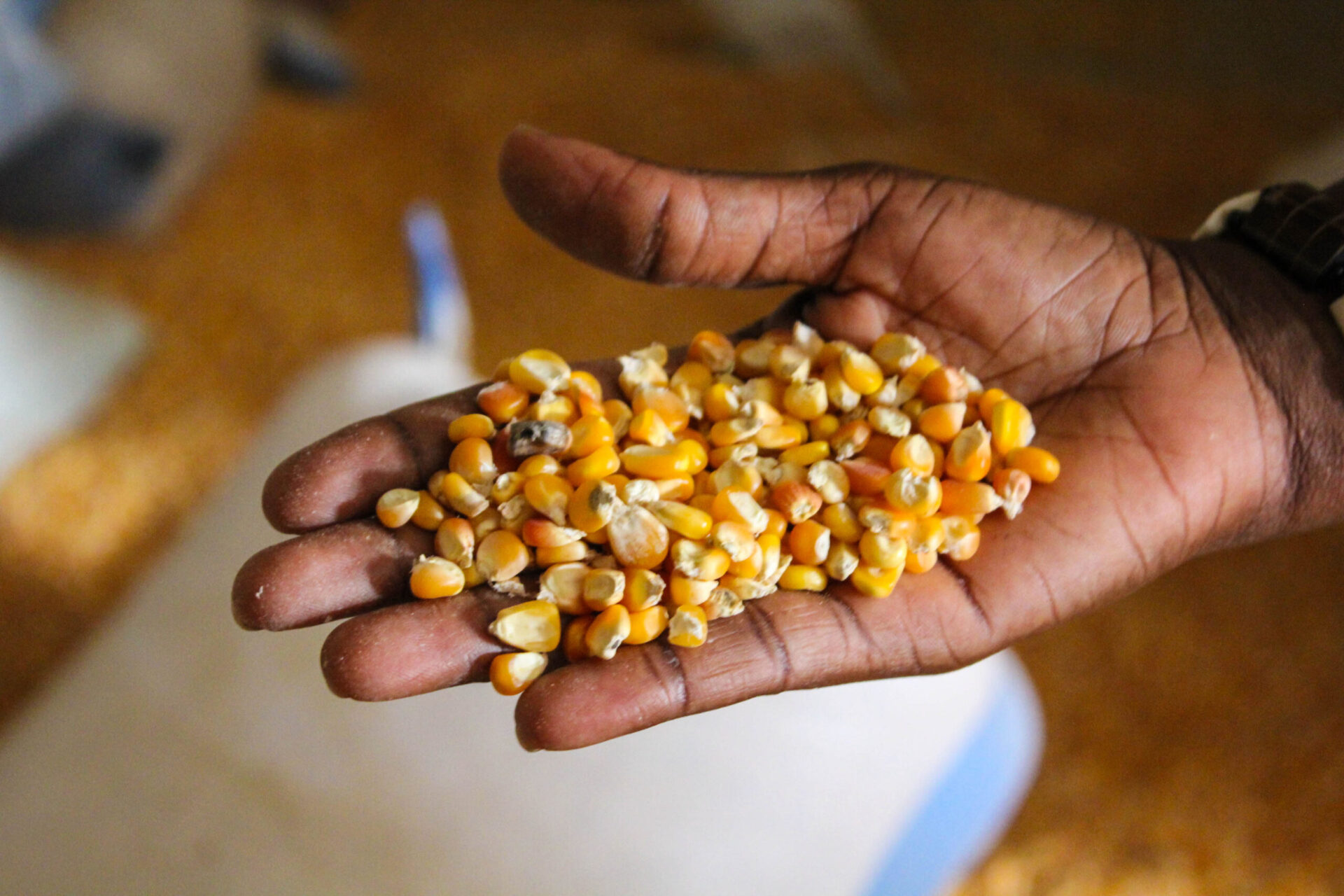 Adaptation measures for especially maize are urgently needed in Africa to curb future negative climate impacts.