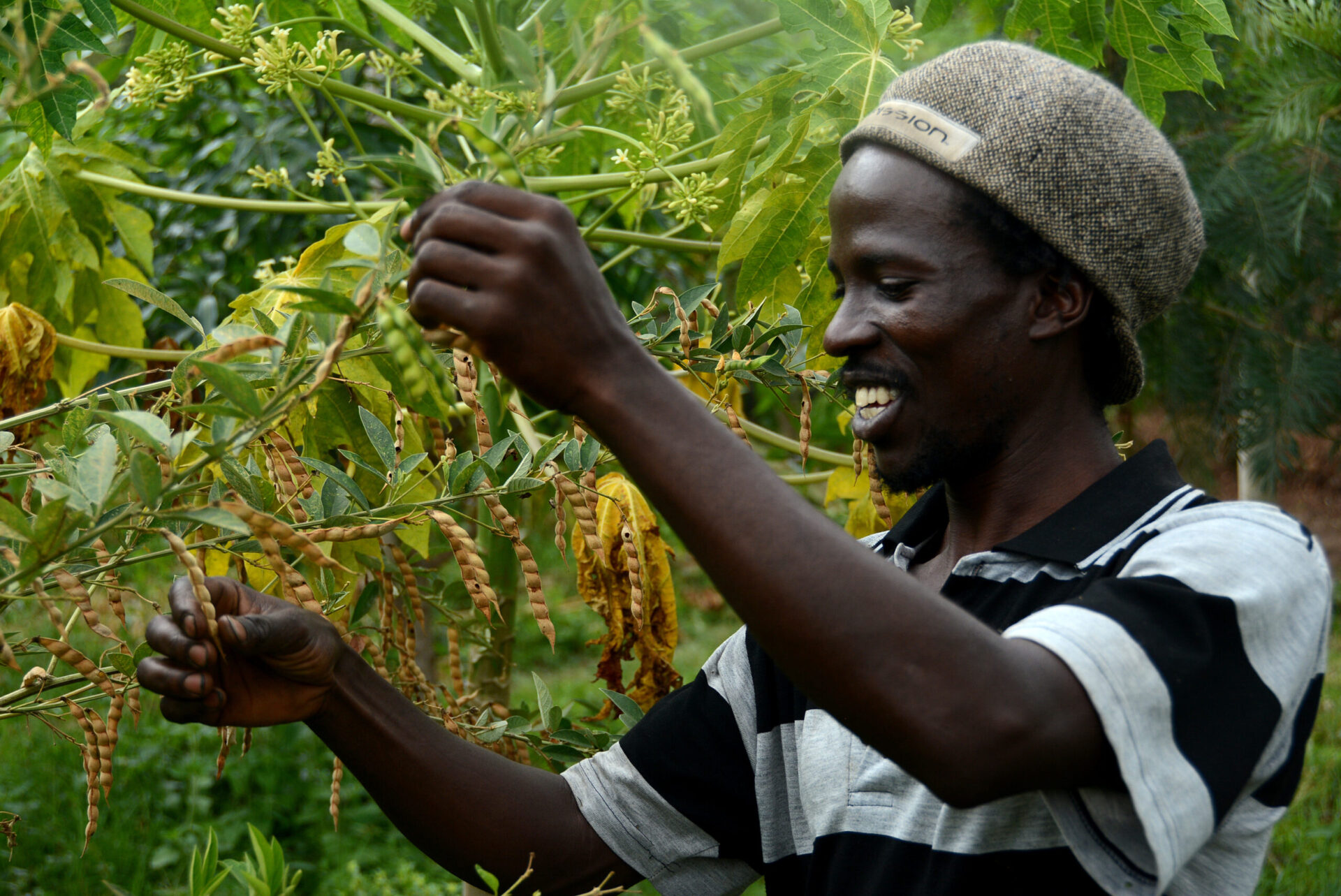 Harvesting season in Nyando climate-smart villages