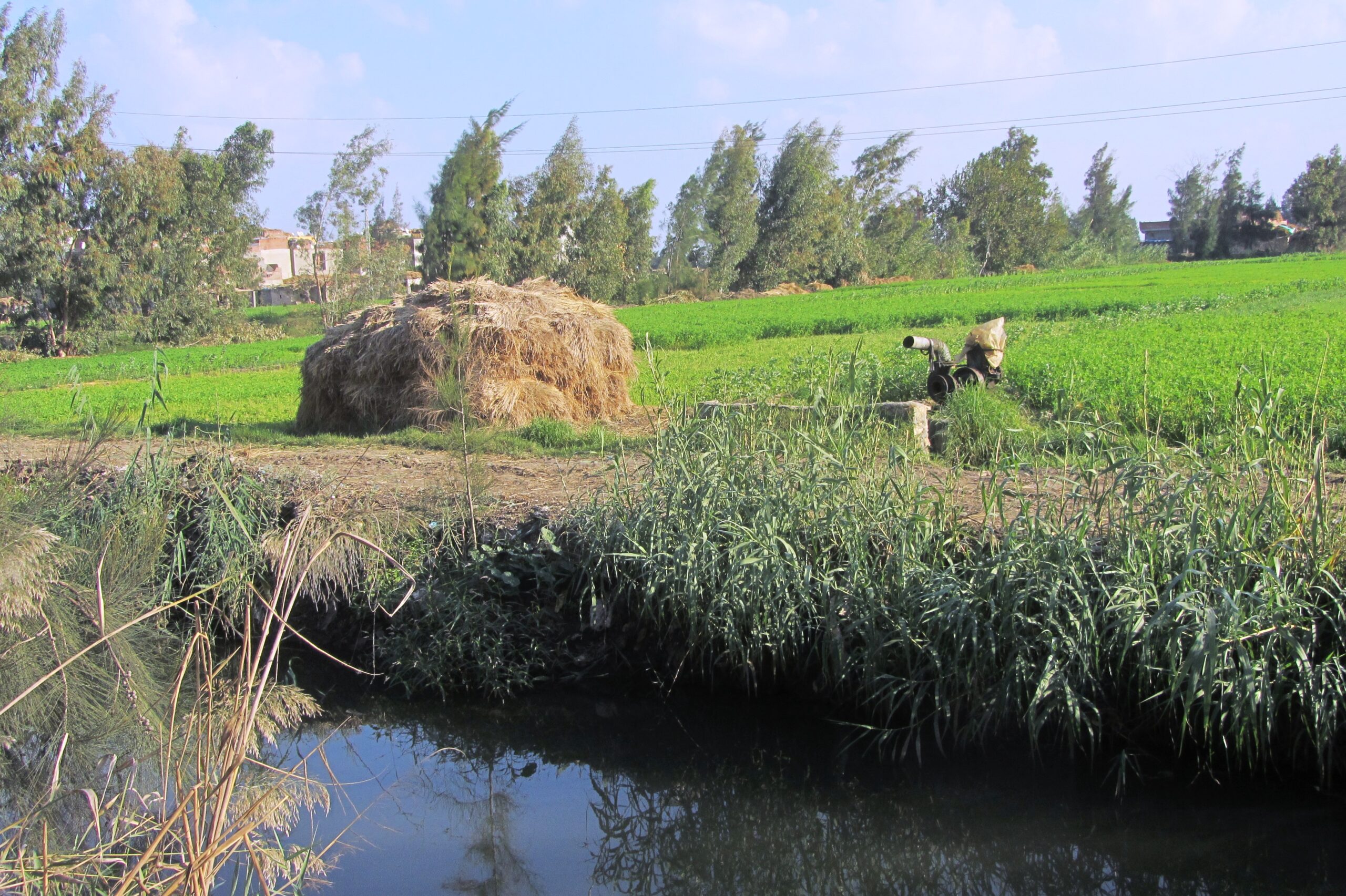 Secondary feeder canal with irrigated berseem field in the Nile Delta
