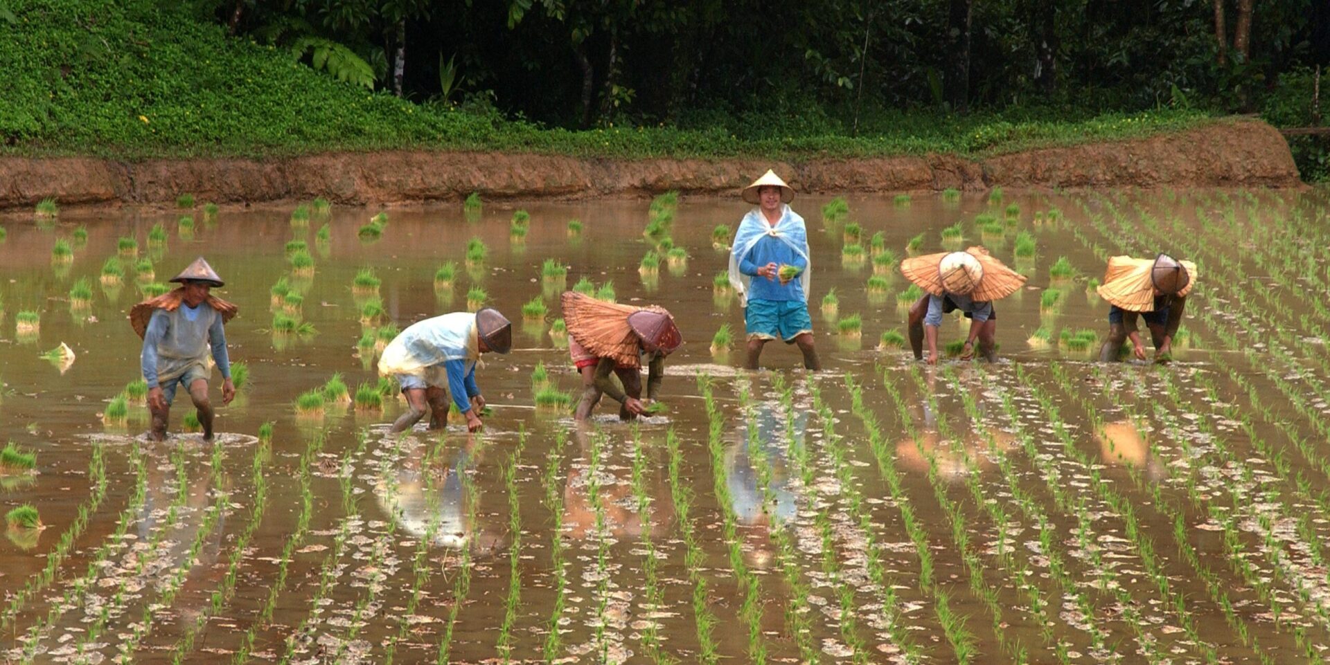 Six people harvesting rice, standing in knee high water