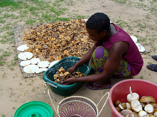 A woman prepares edible mushrooms for drying