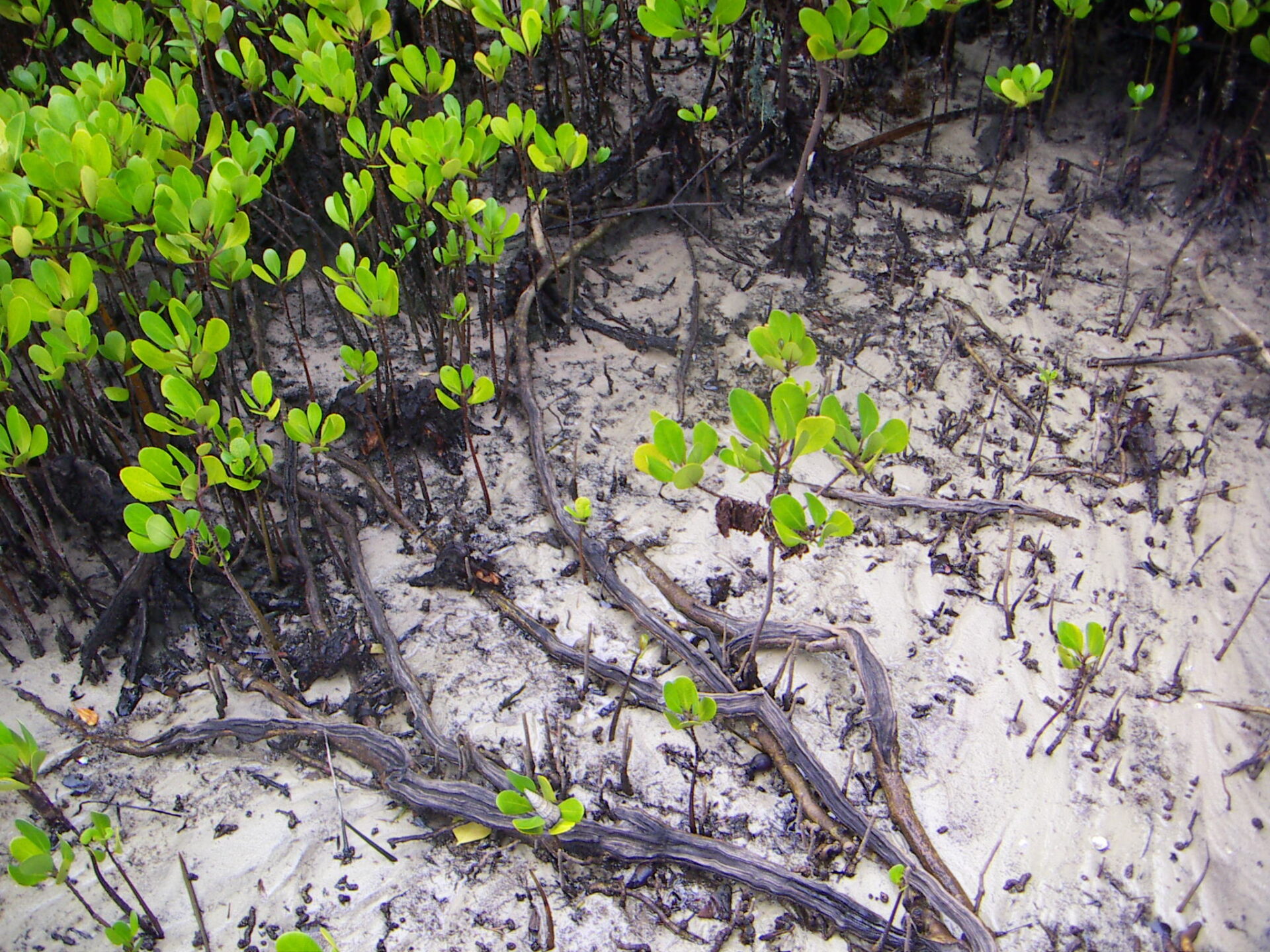image of Gazi mangrove restoration project