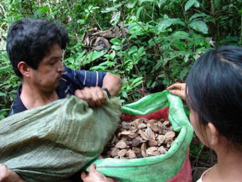 two men with black hair transfer a large amount of nuts from one bag to another in a jungle setting