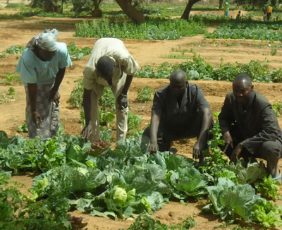 Bounty harvest: Photo: Africare/Niger
