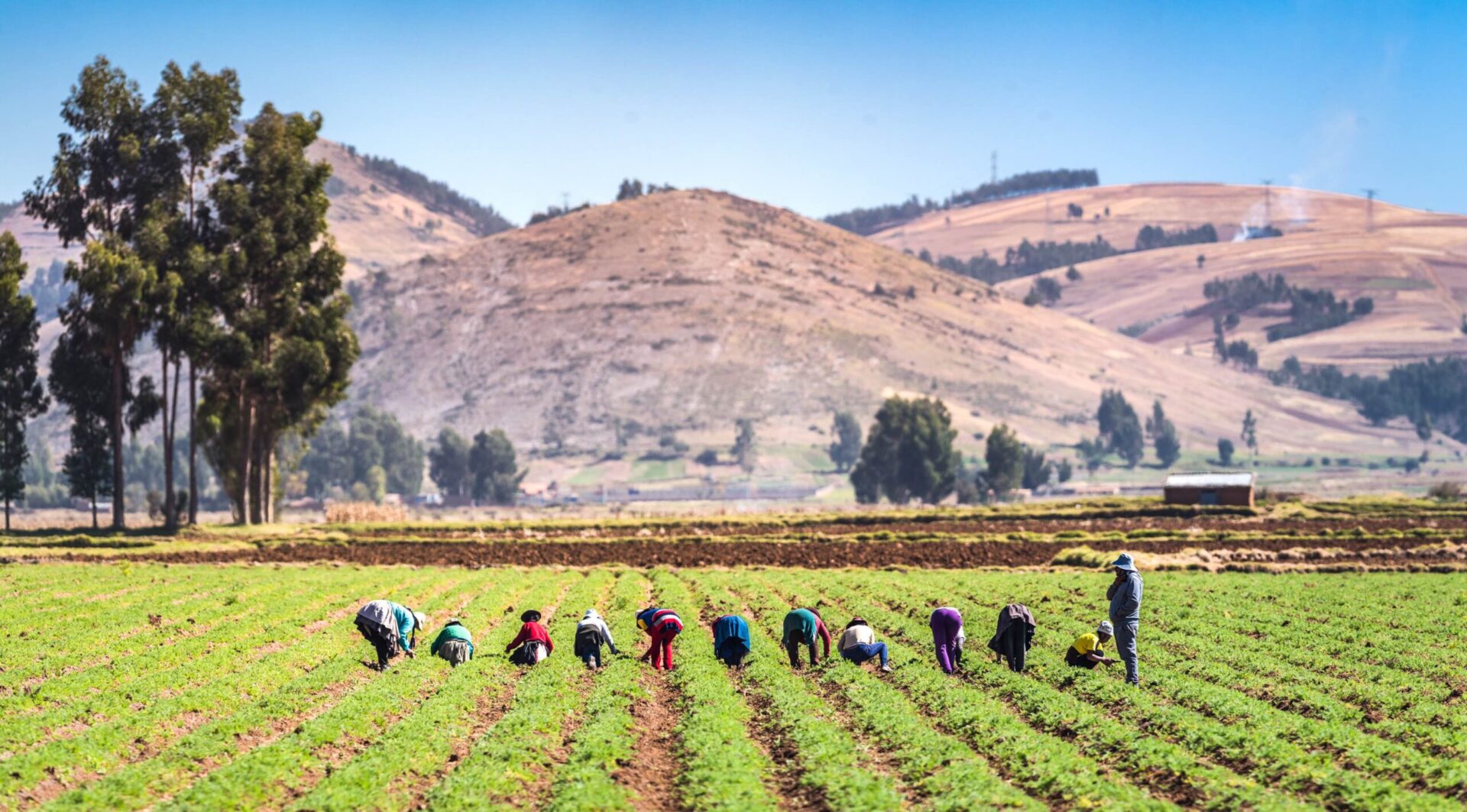 Farmers in the Andes. Credit: Christian Vinces - Shutterstock.com
