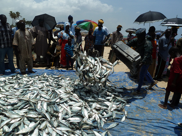 Fresh fish just landed for sale on the beach, Kayar, Senegal. Photo by Anne Delaporte, 2011