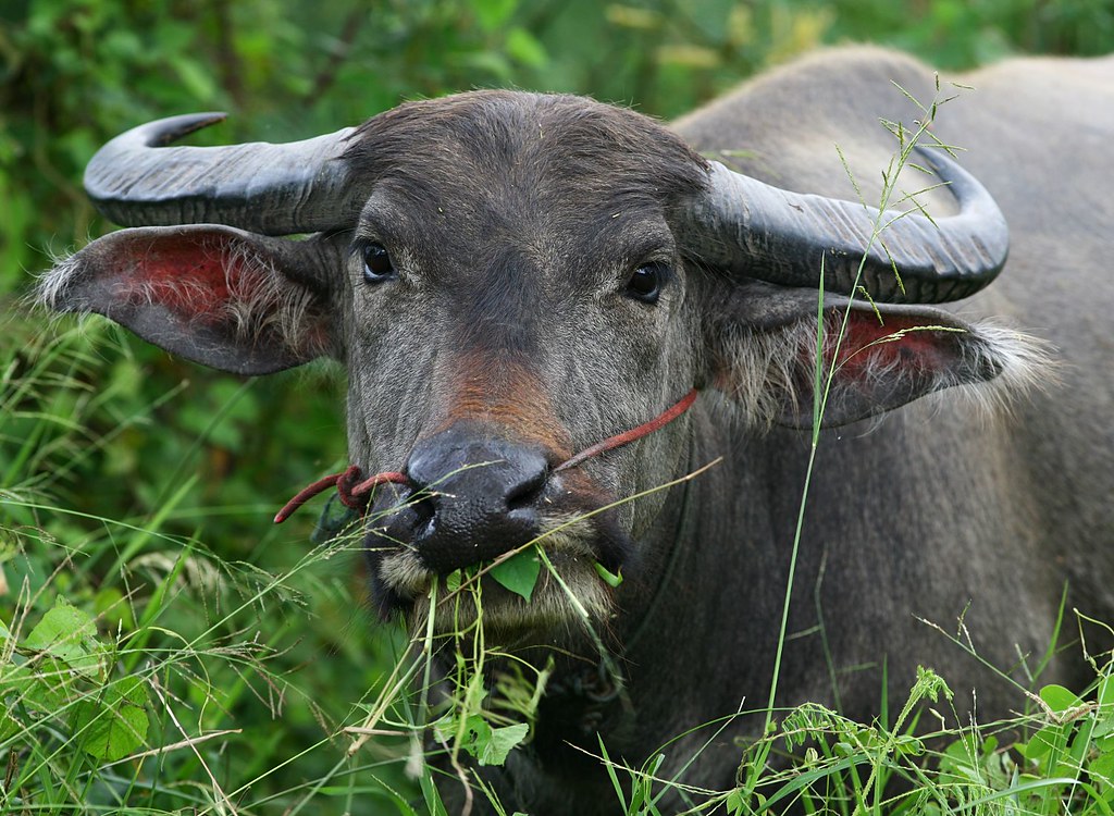Face of water buffalo surrounded by green vegetation