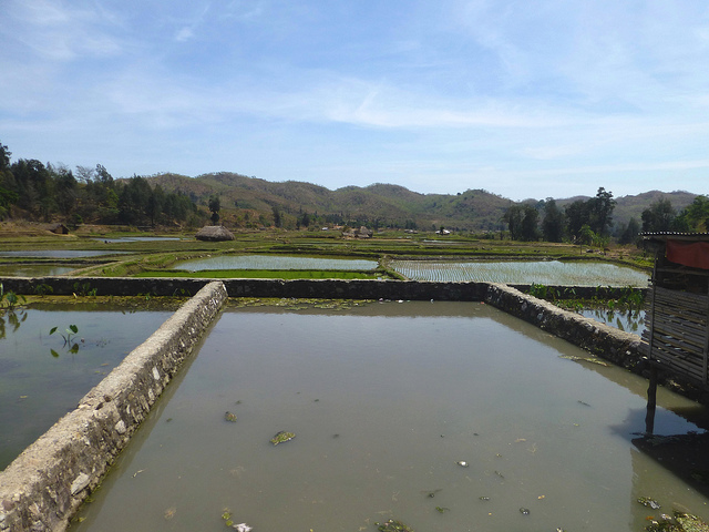 Fish pond and rice paddy fields in Aileu, Timor-Leste. Photo by Jharendu Pant, 2012.