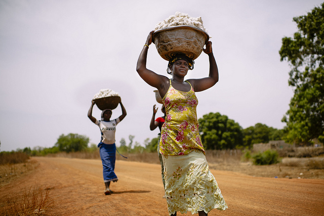 Women carrying cotton.