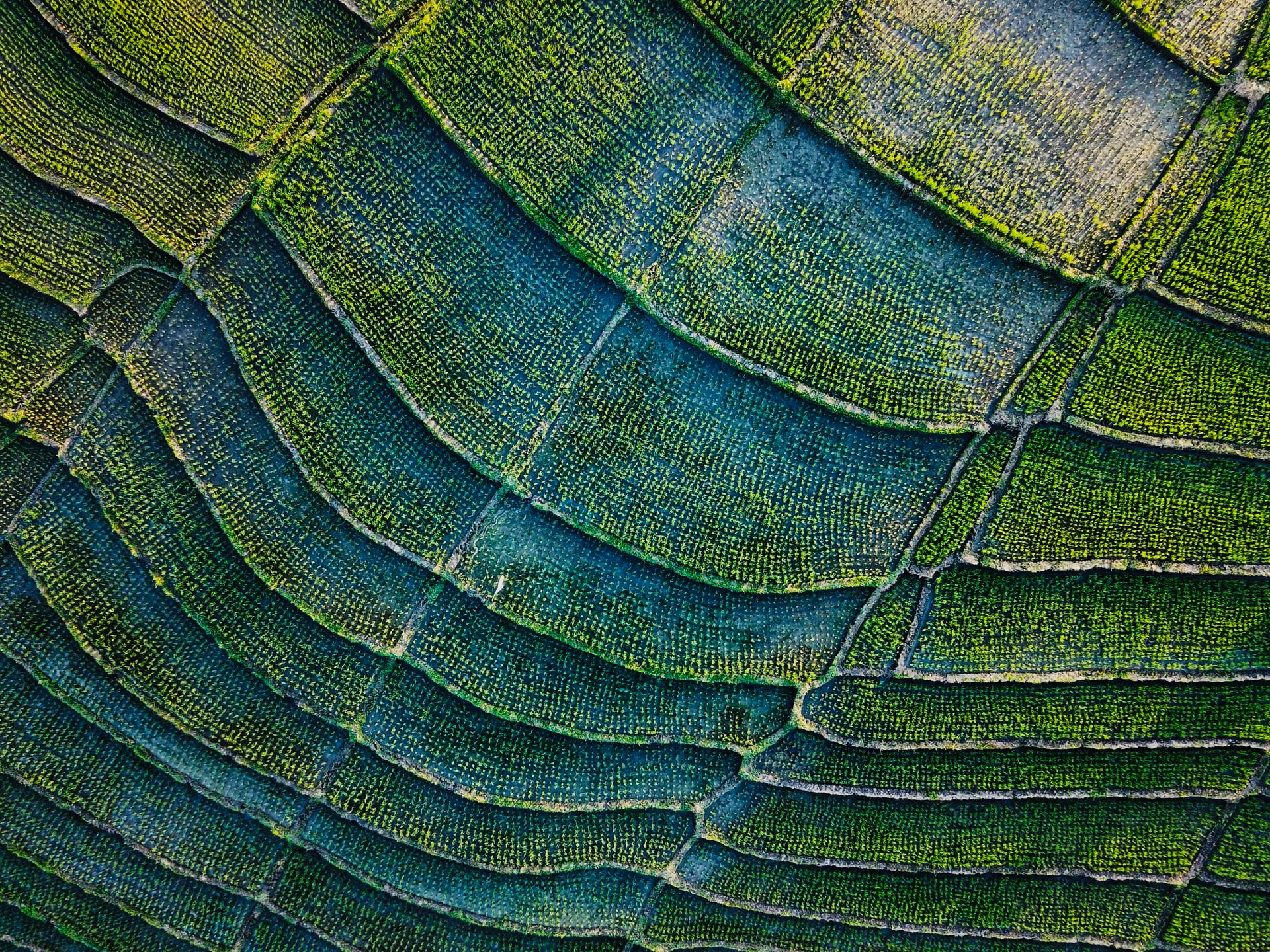 Aerial paddy field texture. Photo by Alexey Marchenko on Unsplash