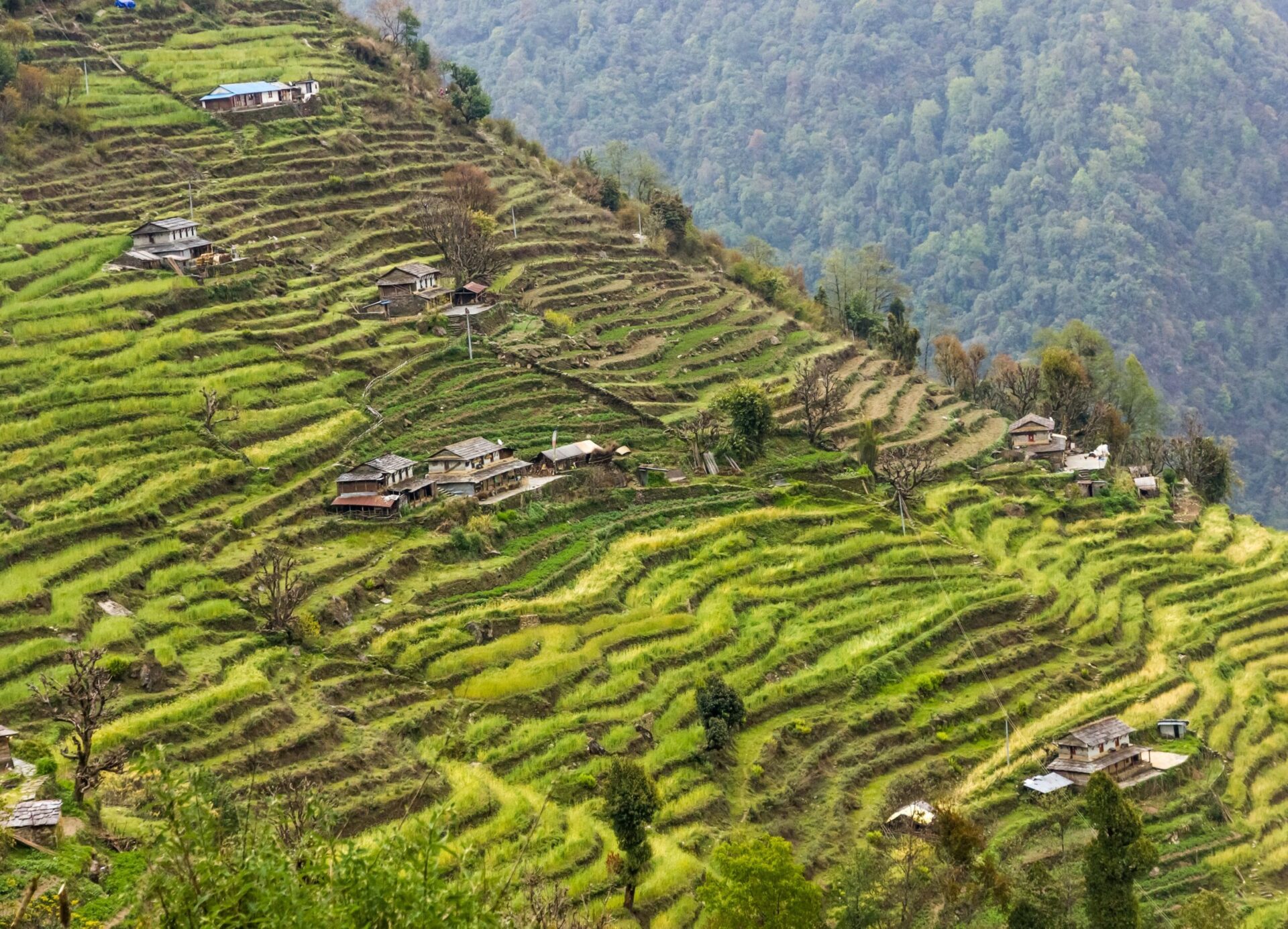 terraced mountain rice fields