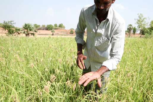 A farmer in a field show in the palm of his hands small millet grains