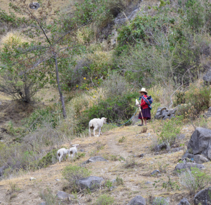 Shepherd in Peru