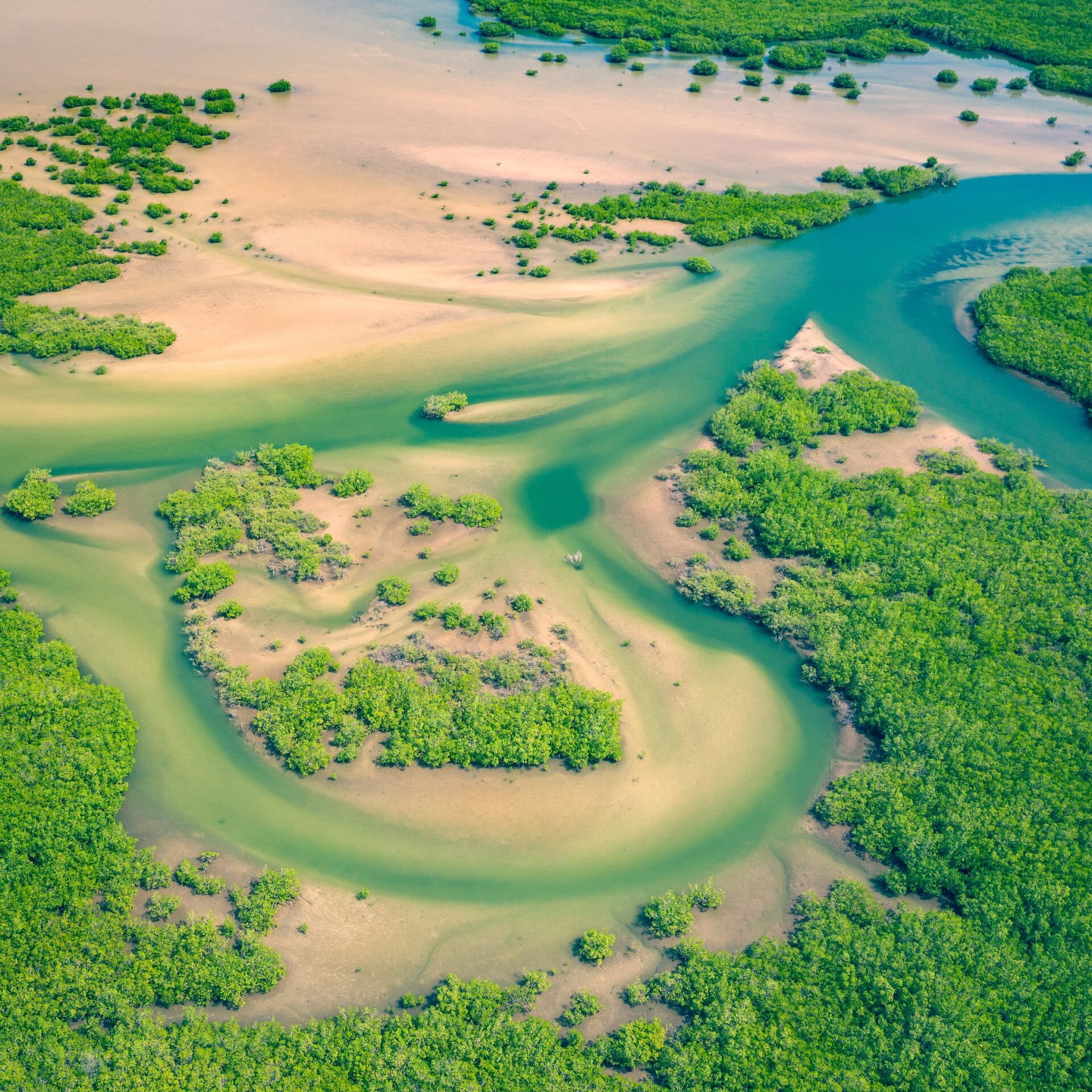 an aerial view of a mangrove forest