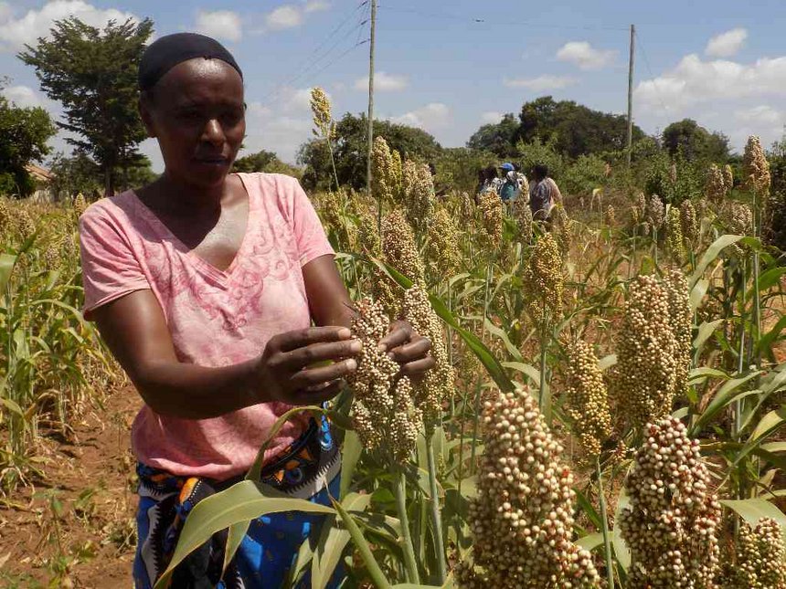 Mary Mathuri, a farmer in Makueini County, Kenya, tends to drought-resistant maize. Photo courtesy of Agatha Ngotho.