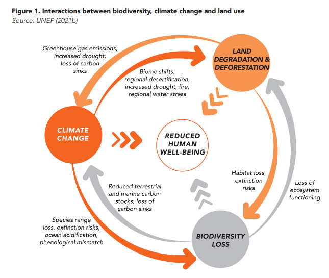 Interactions between biodiversity, climate change and land use  Source UNEP (2021b)