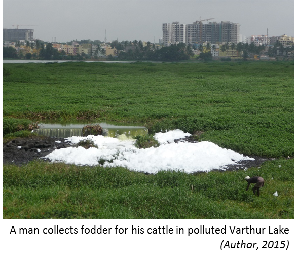 A man collects fodder for his cattle in polluted Varthur Lake: (Author 2015)