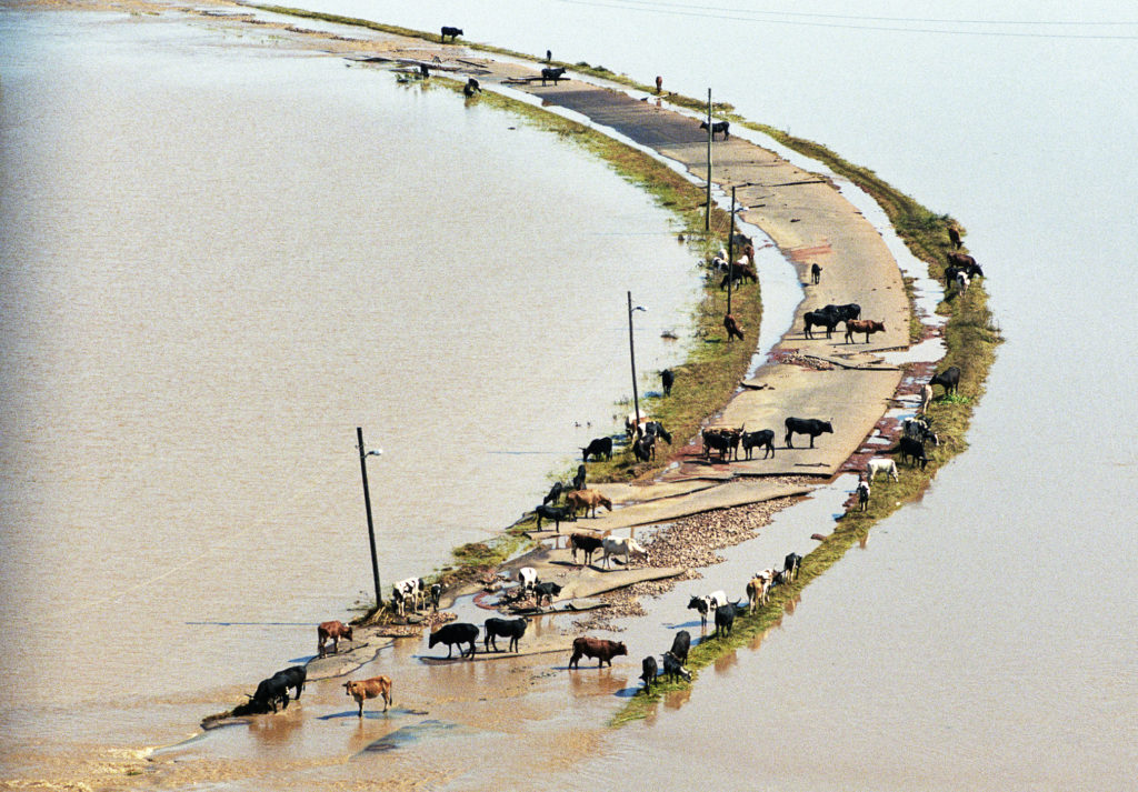 a flooded out roadway with animals and people on it