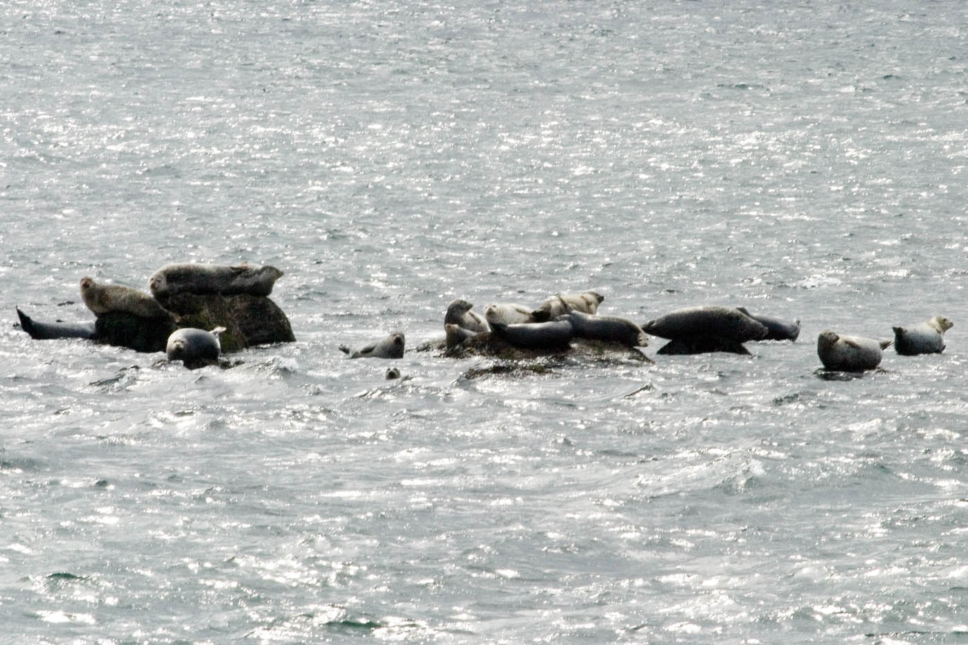Harp seals around rocks in the sea