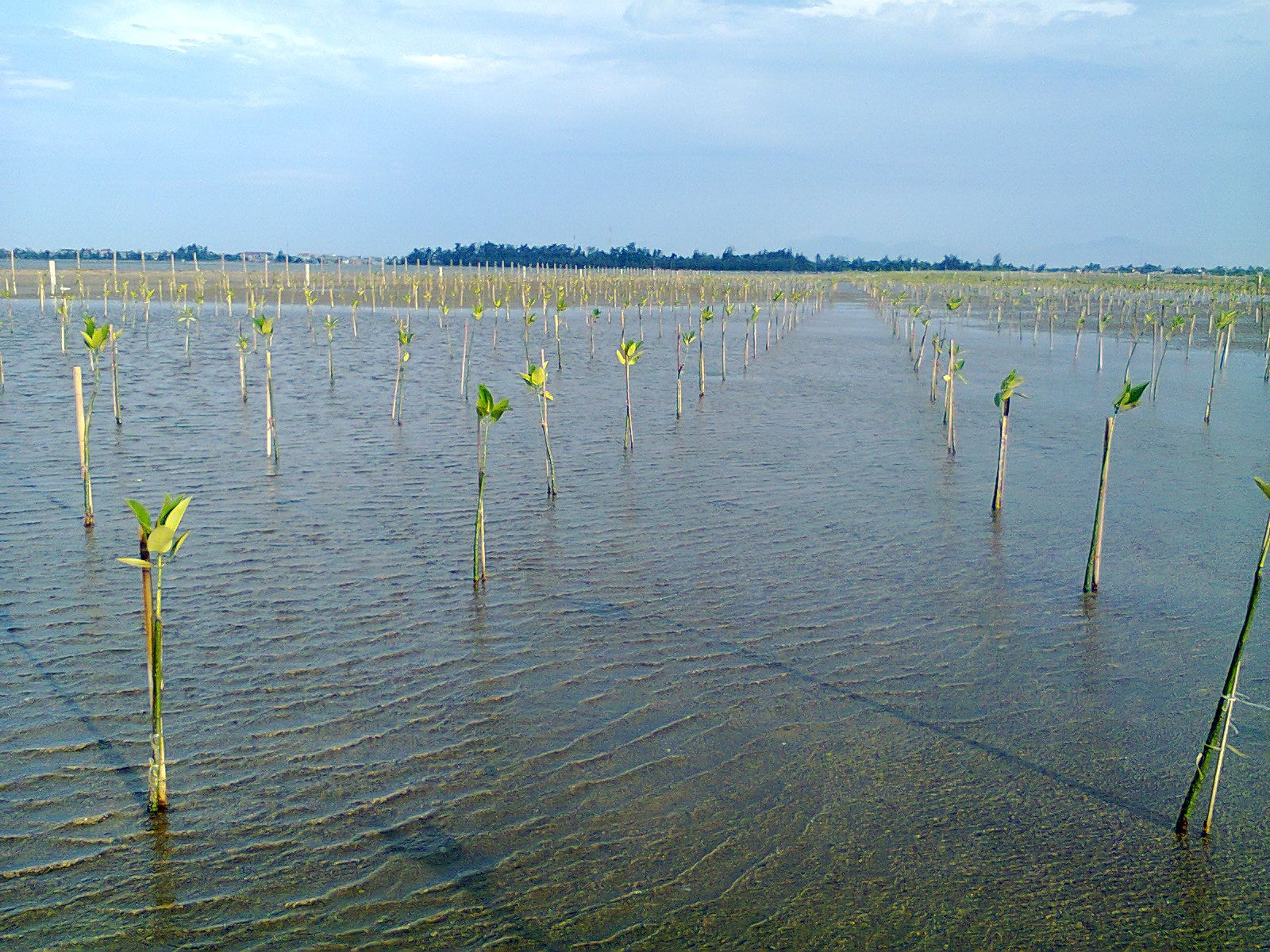 Planted mangroves in the Tam Giang Lagoon