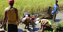Rice field, men farming the feild in the bottom half of photo
