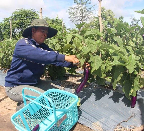 Farmer using improved horticultural methods