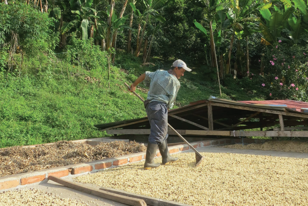 A coffee farmer near La Celia, in Colombia’s Eje Cafetero, rakes coffee beans laid out to dry. © Aaron Atteridge