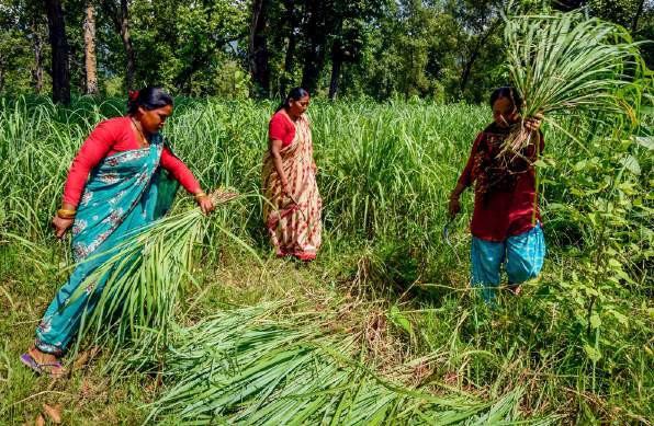 Women farming in Nepal