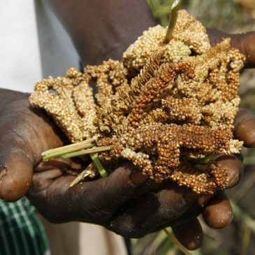 Millet crop - credit DFID