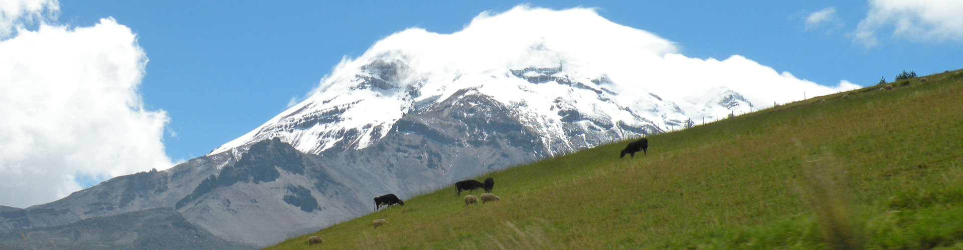Cows and sheep on a grassy hill with Mount Chimborazo in the background