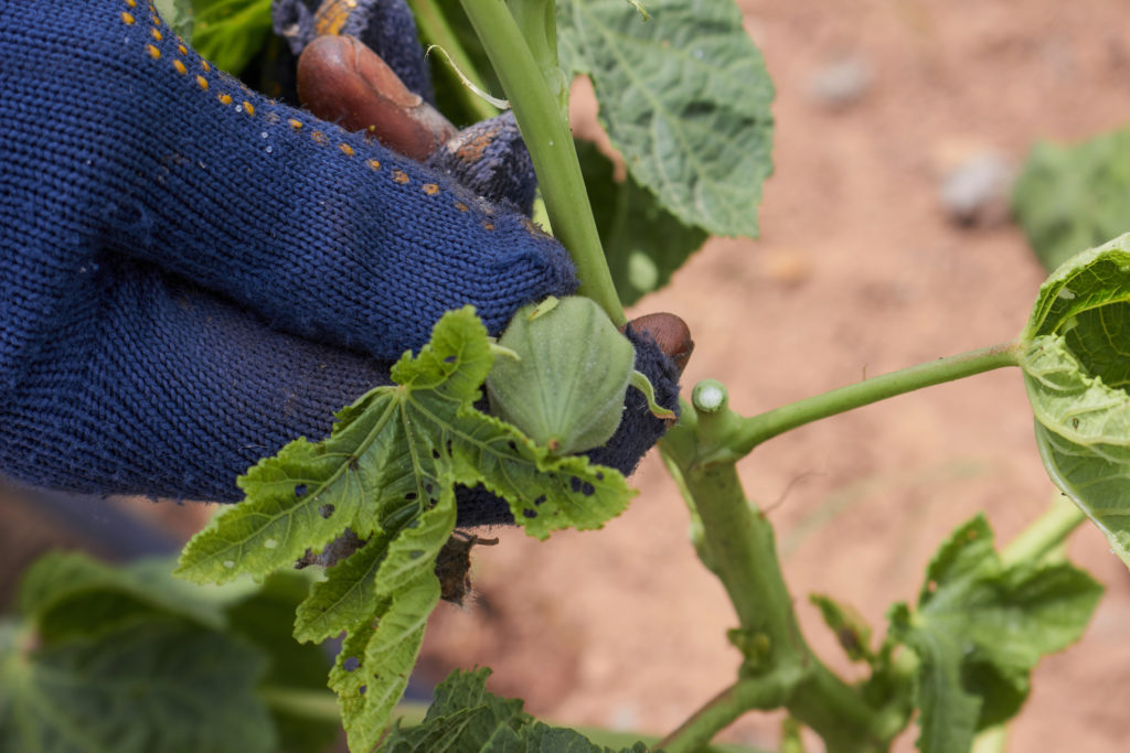Hands in blue gloves touching an okra plant