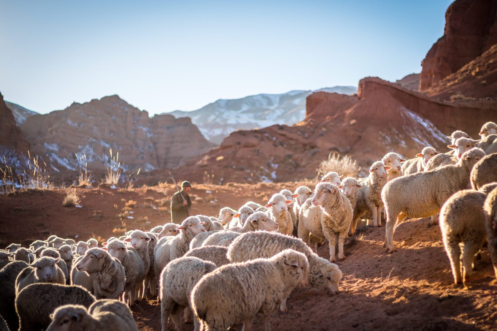 Sheep grazing in Kyrkyzstan Credit:Patrick Schneider on Unsplash