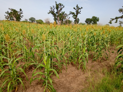 Climate change and impact on agriculture in the Sahel