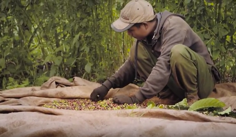 Farmer sorting coffee pods