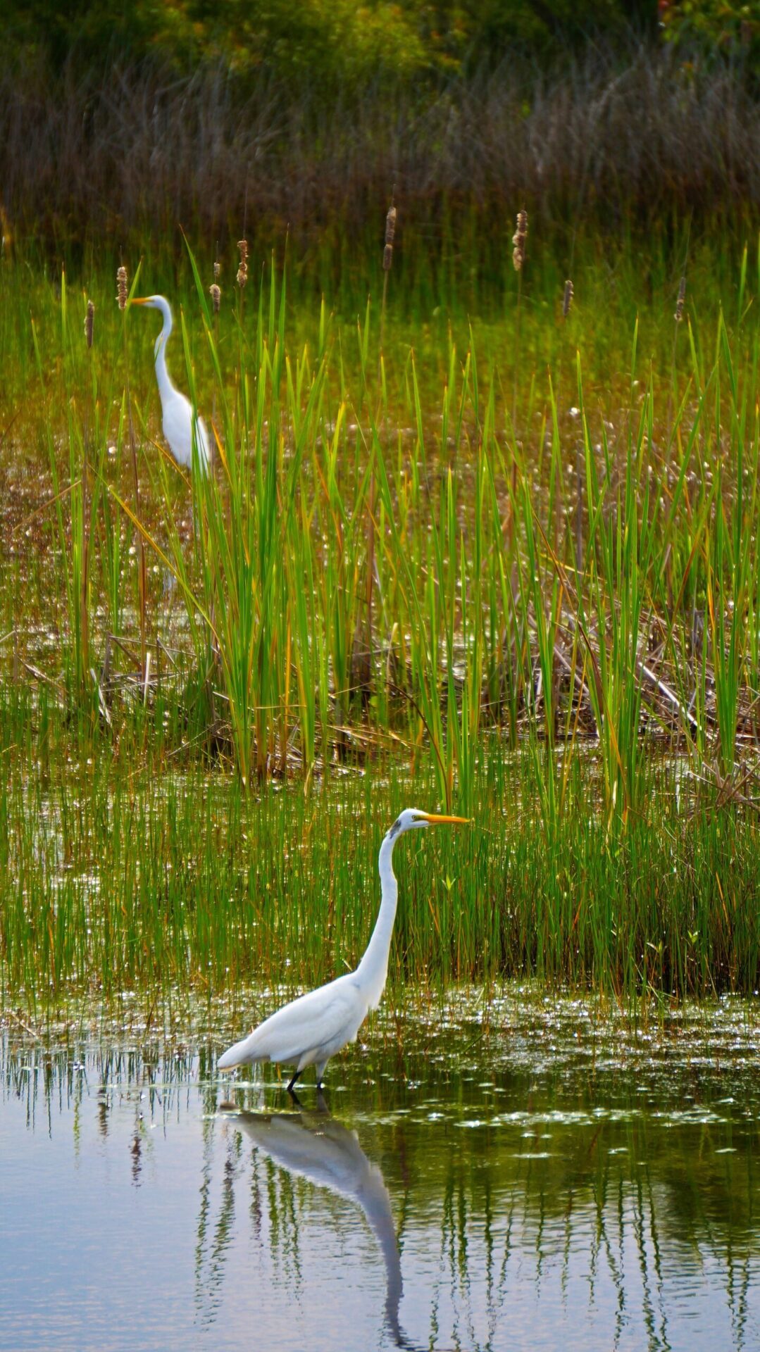 two birds standing in shallow water surrounded by plants in a wetland