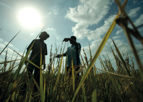 rice farmers Mozambique