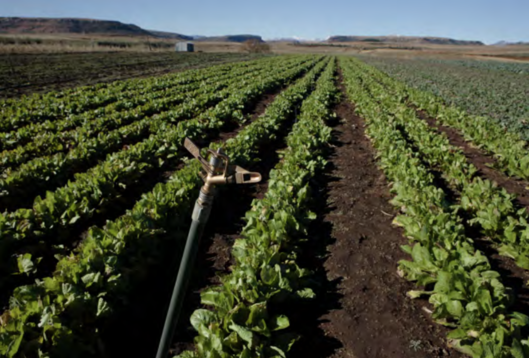 Most of Lesotho's agriculture is rainfed, with low productivity. Another 12,000 ha of irrigated land could boost production by as much as 50%. Photo provided by: John Hogg / World Bank / Flickr.