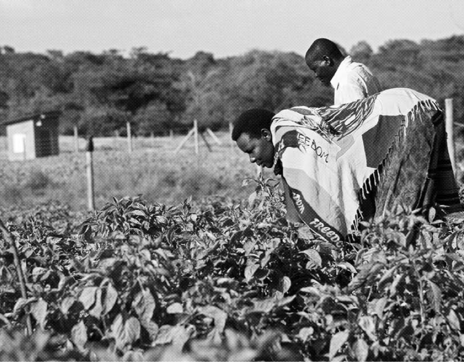ugandan agriculture