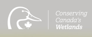 a white outline of a duck head with the canadian maple leaf next to the words 'conserving canada's wetlands' on a grey background