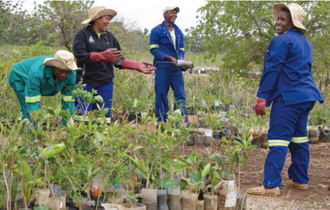 workers tend to plants in restoration project in South Africa