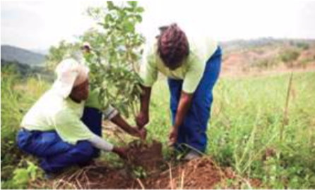 Workers planting trees at the Buffelsdraai Community Reforestation Site