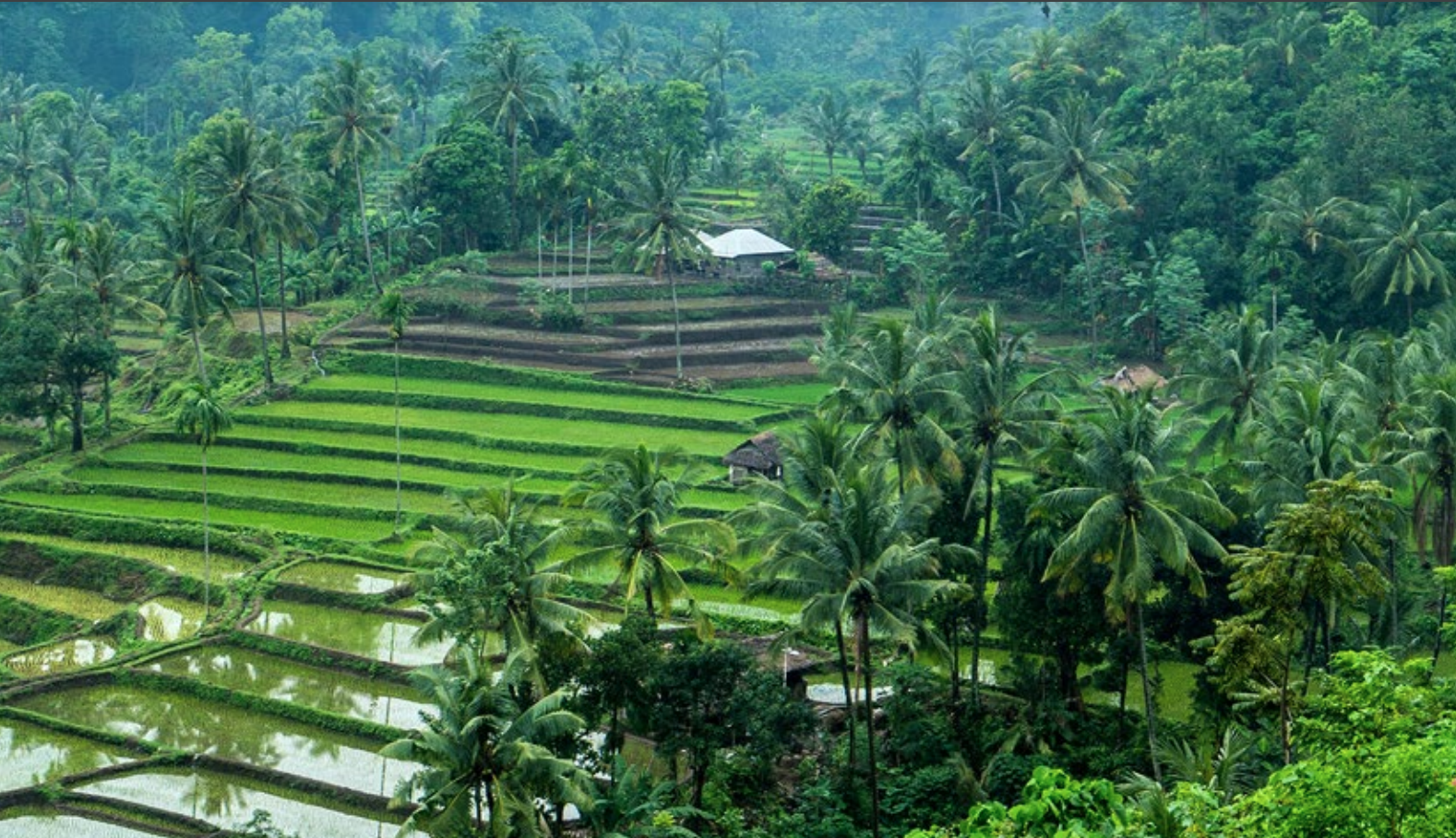 Rice paddy, Indonesia