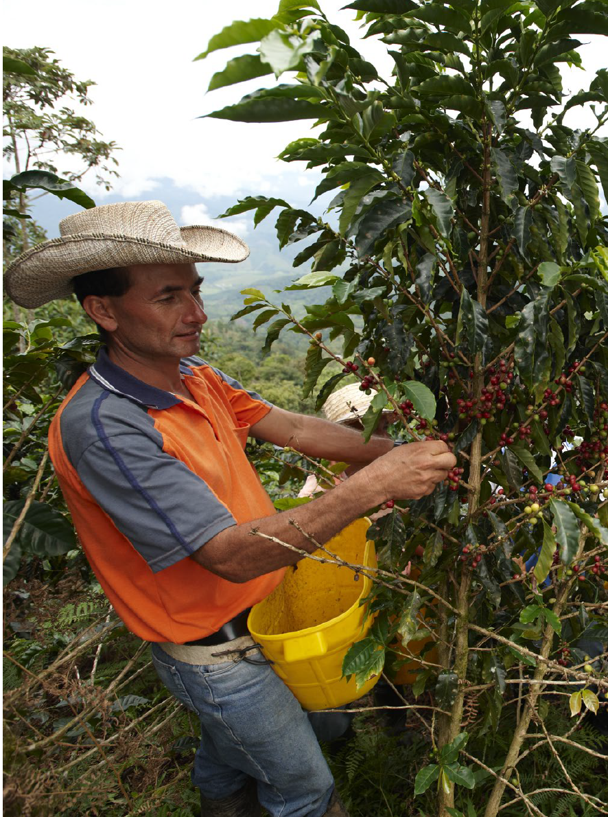 Coffee grower in Bolivia