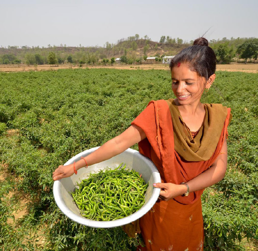 Growing beans, Western Nepal