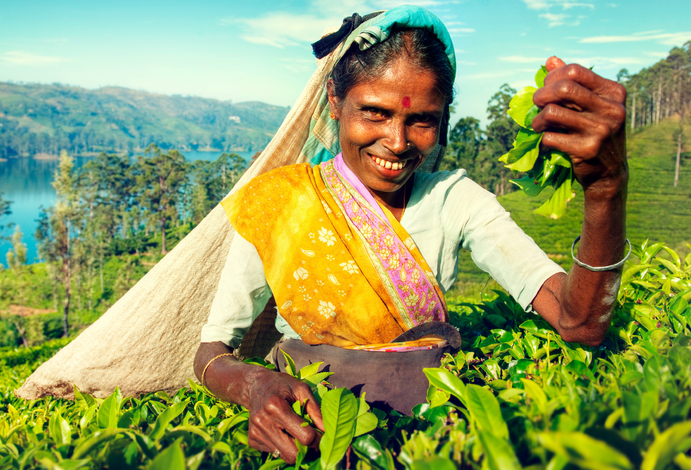Woman harvesting tea in Sri Lanka