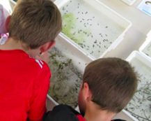 Children looking down into boxes with tadpoles in.