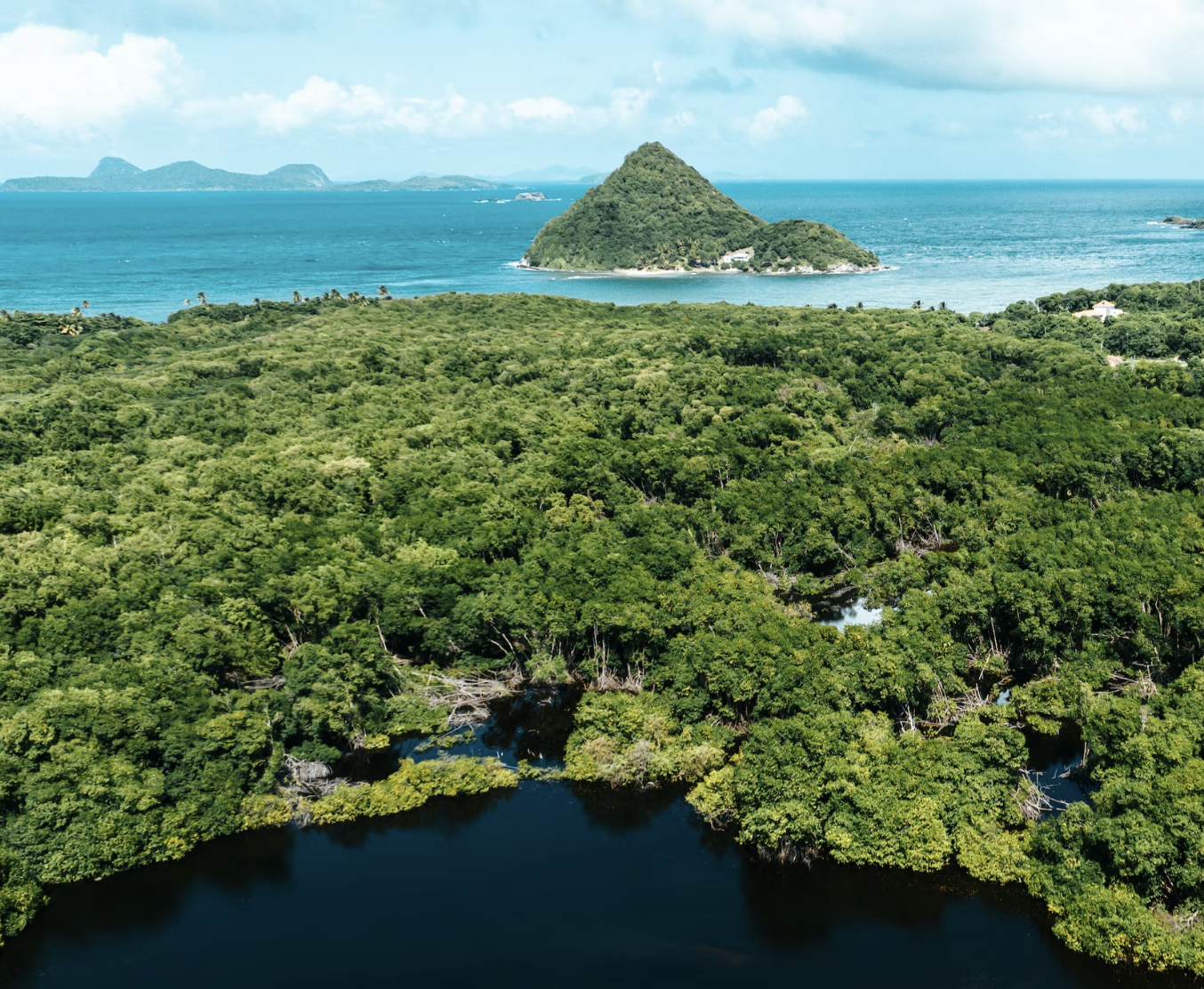 aerial view of mangrove forest and ocean