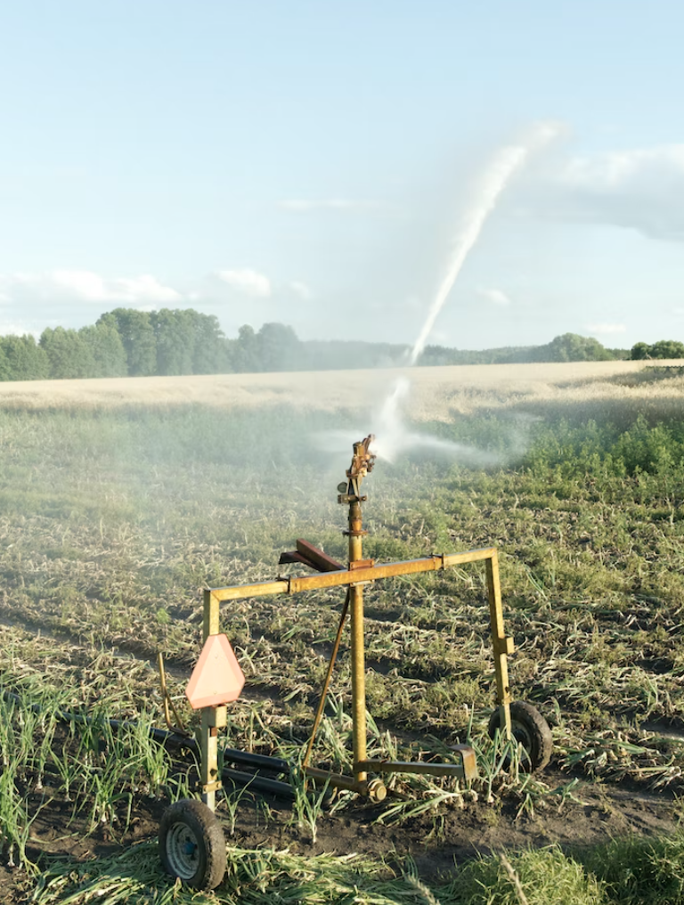 irrigation machine spraying water on garlic field