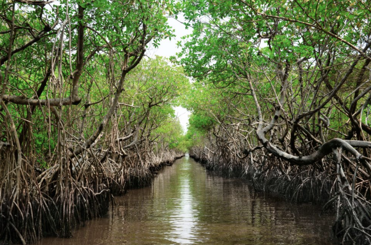 green and brown mangrove forest leaning over a channel of water