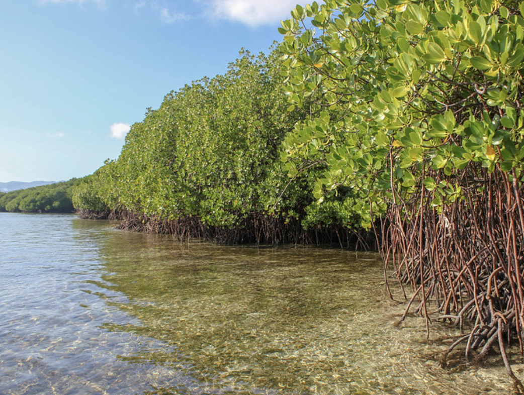 Mangroves next to some water